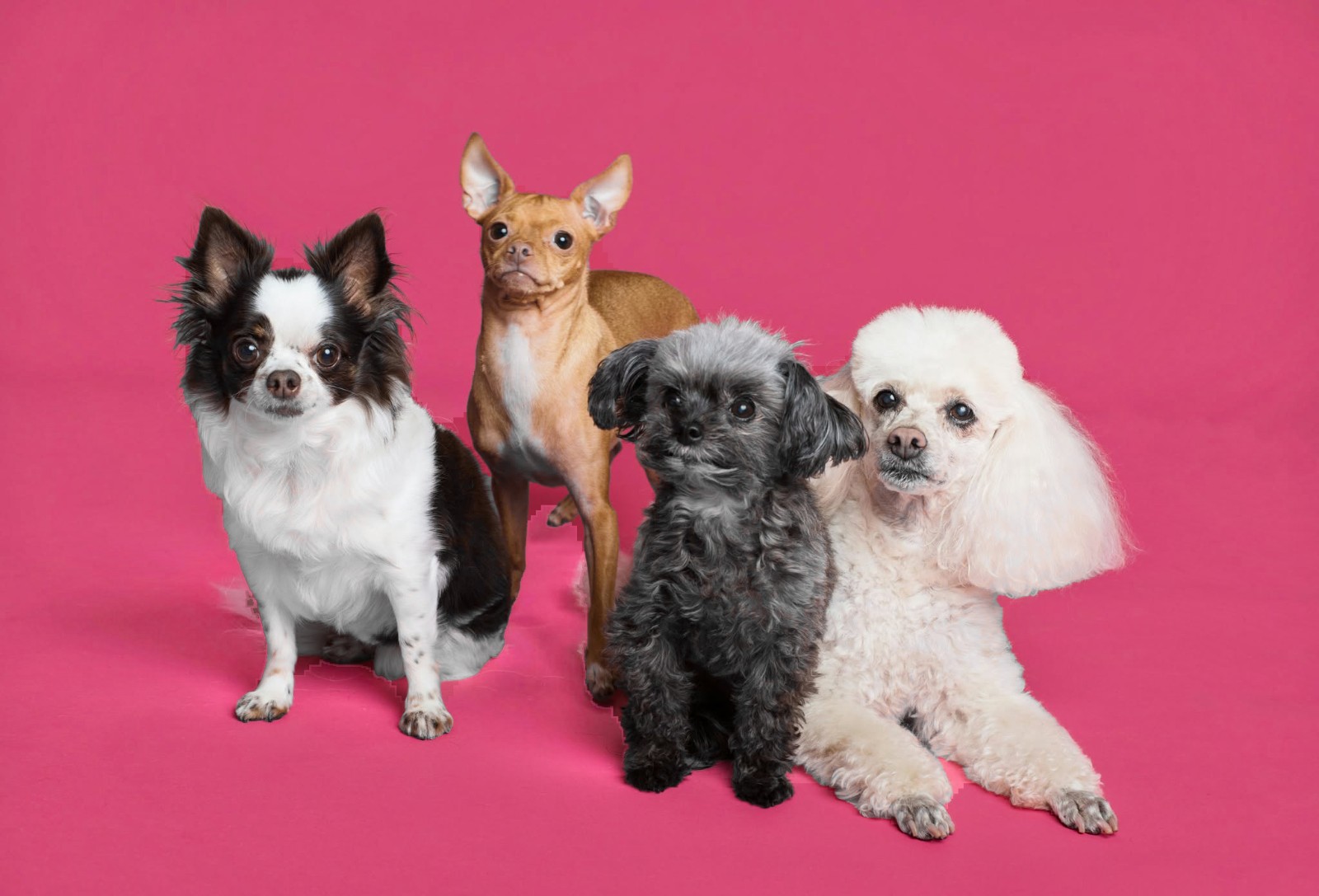 Four freshly groomed dogs sitting together on a bright pink backdrop: a long-haired chihuahua, a tan chihuahua, a grey toy poodle and a white poodle.
