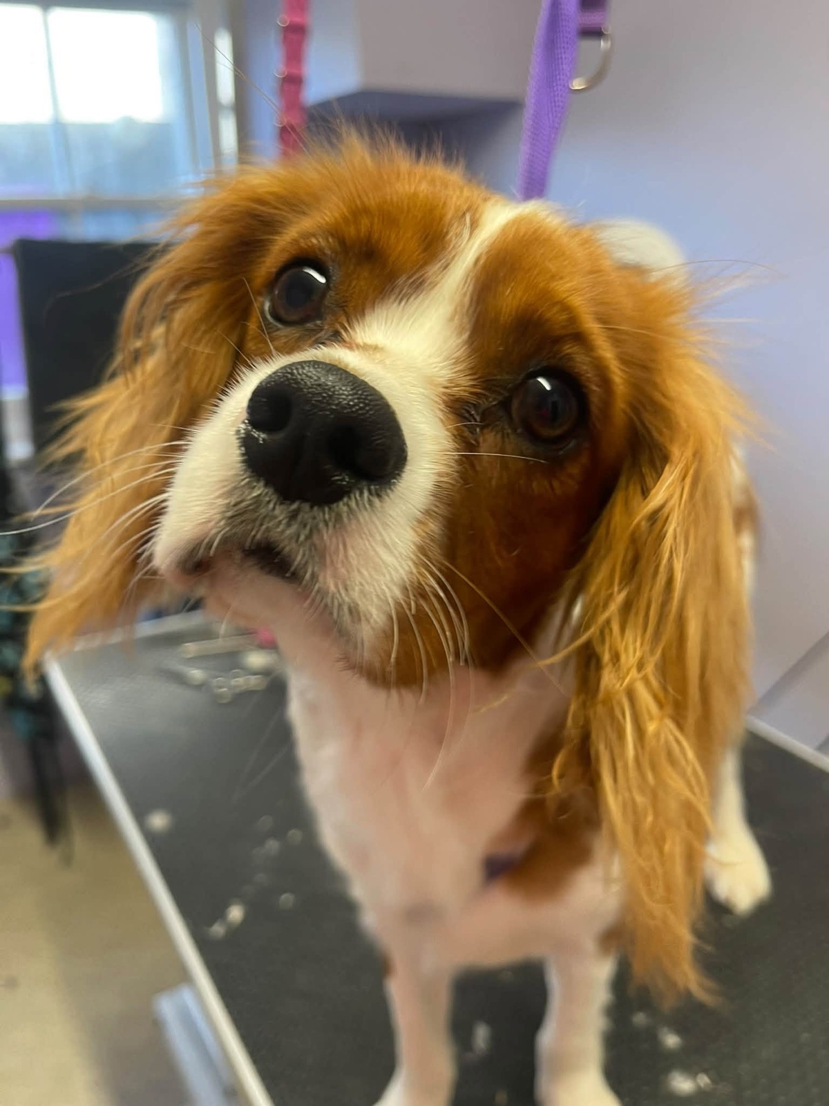 Hunter, a young Cavalier King Charles Spaniel, looking up at the camera after his groom.