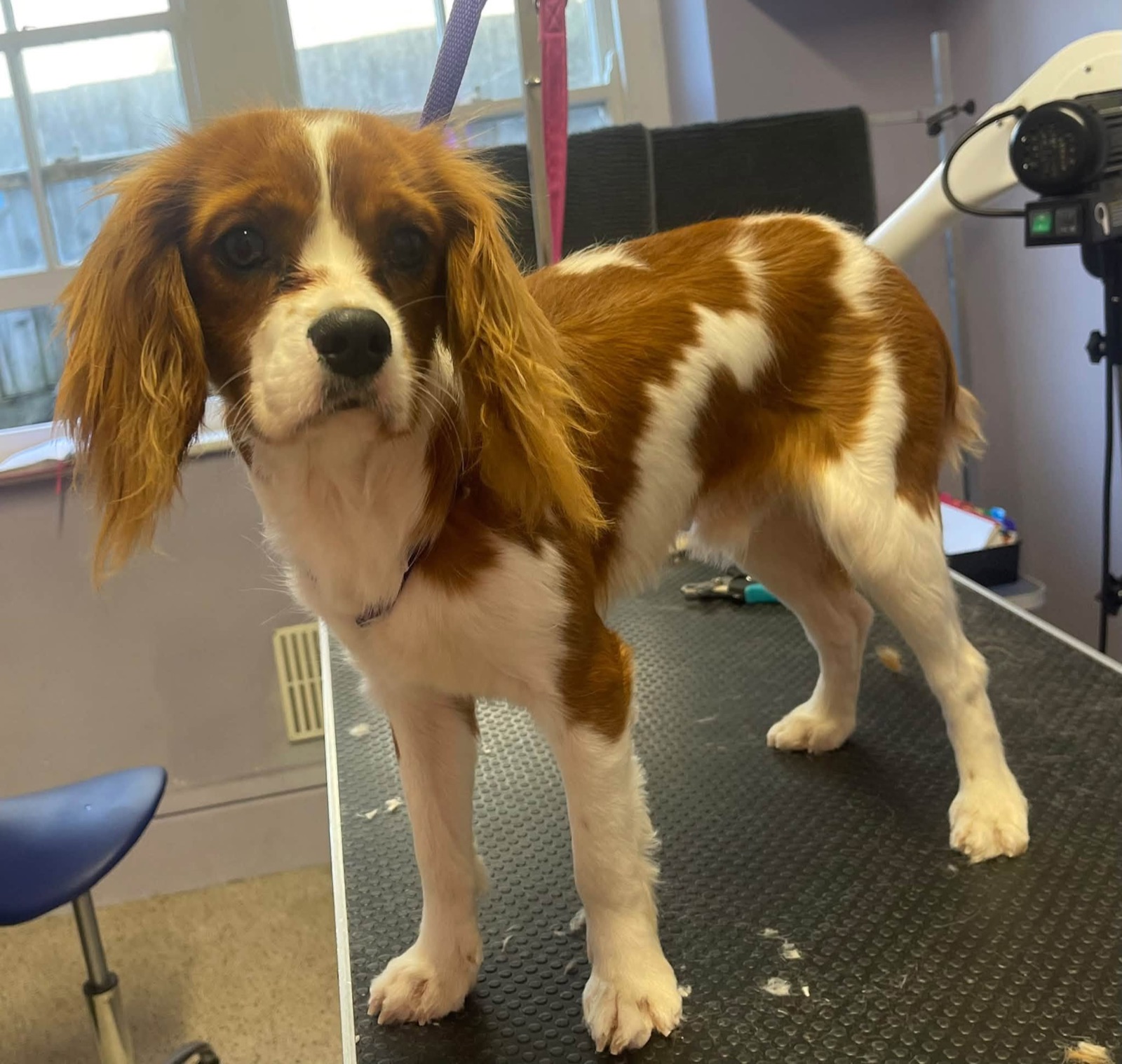 Hunter the Cavalier standing proudly on the table.