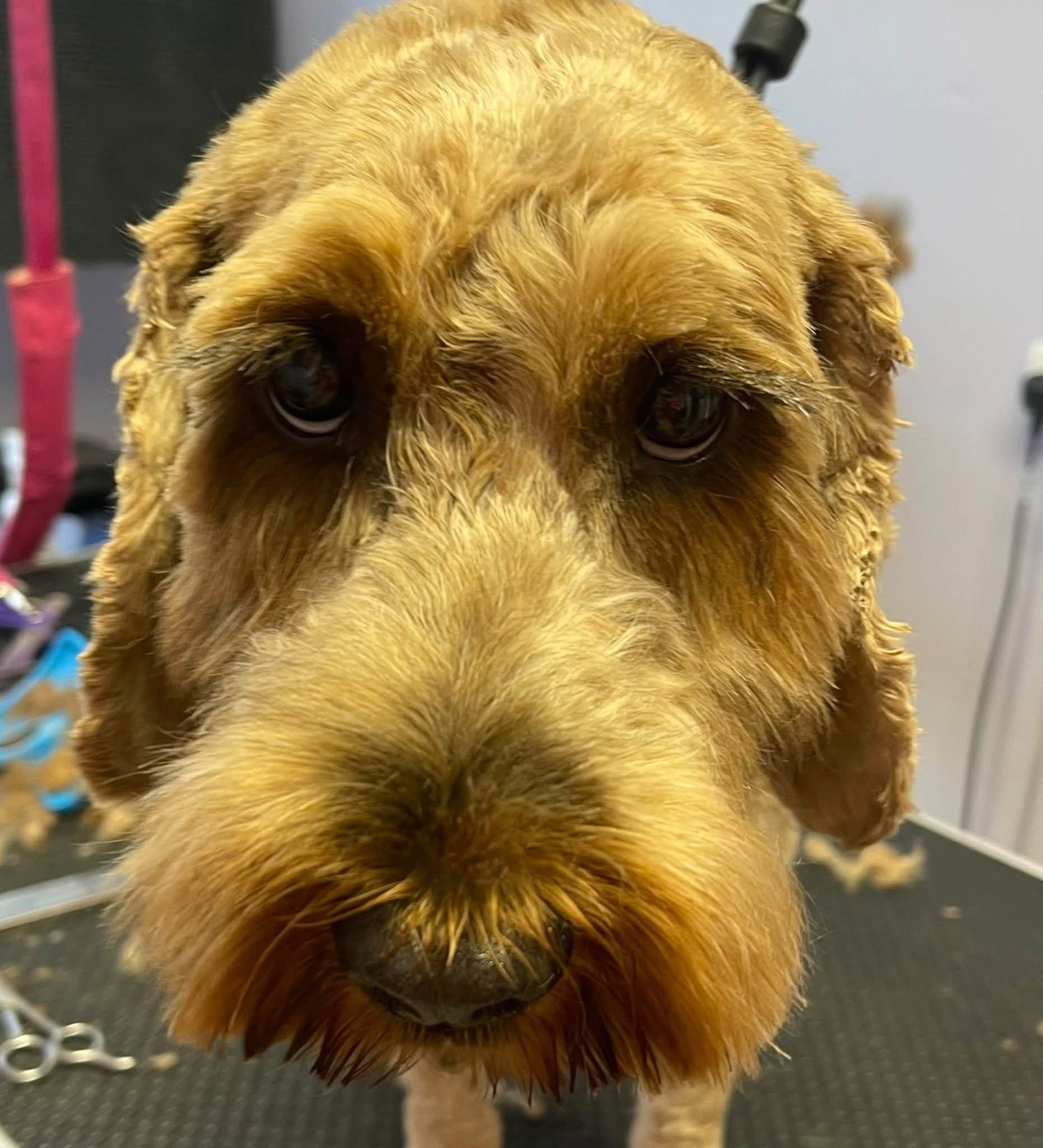 Waffle, a golden wire-coated dog, close up with very long eyelashes after his groom.
