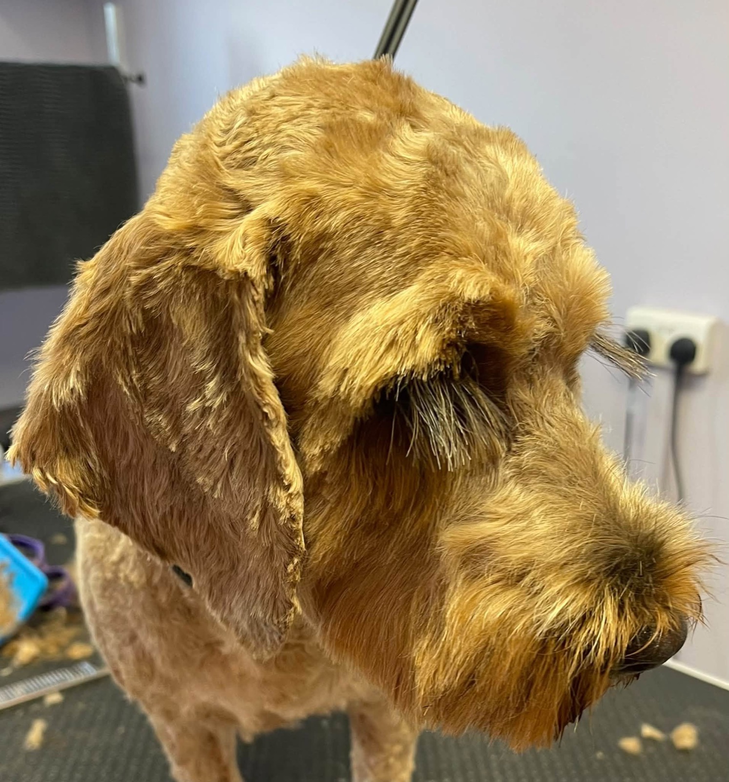Waffle's profile with his long lashes.