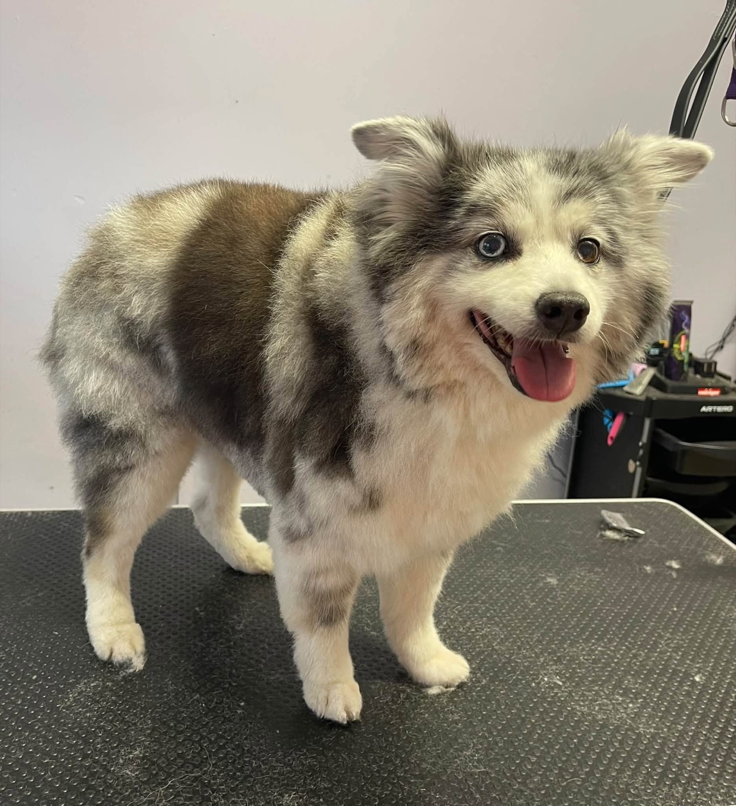 Luna, a merle Mini Australian Shepherd, standing on the grooming table with her tongue out.