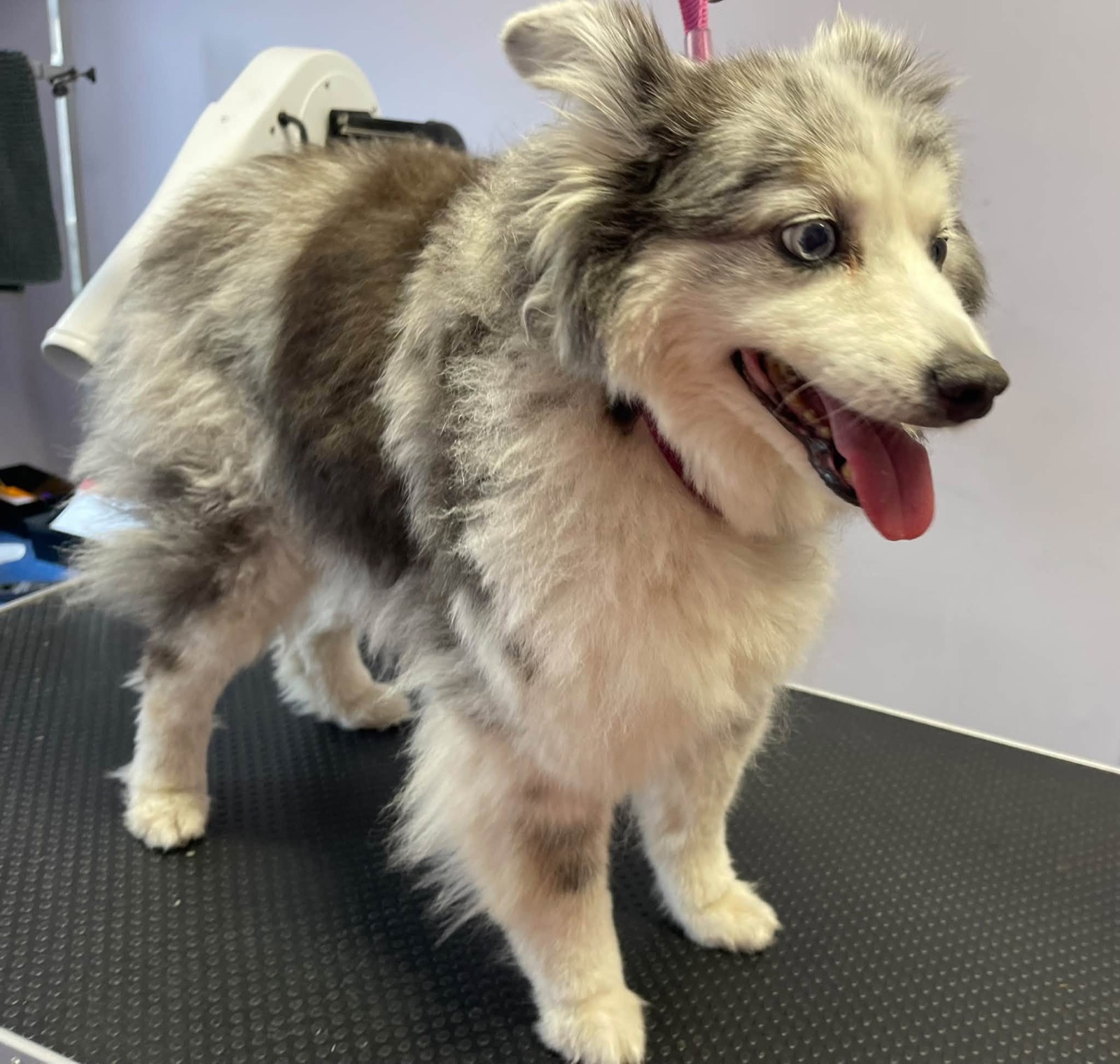 Luna the merle Mini Australian Shepherd smiling.