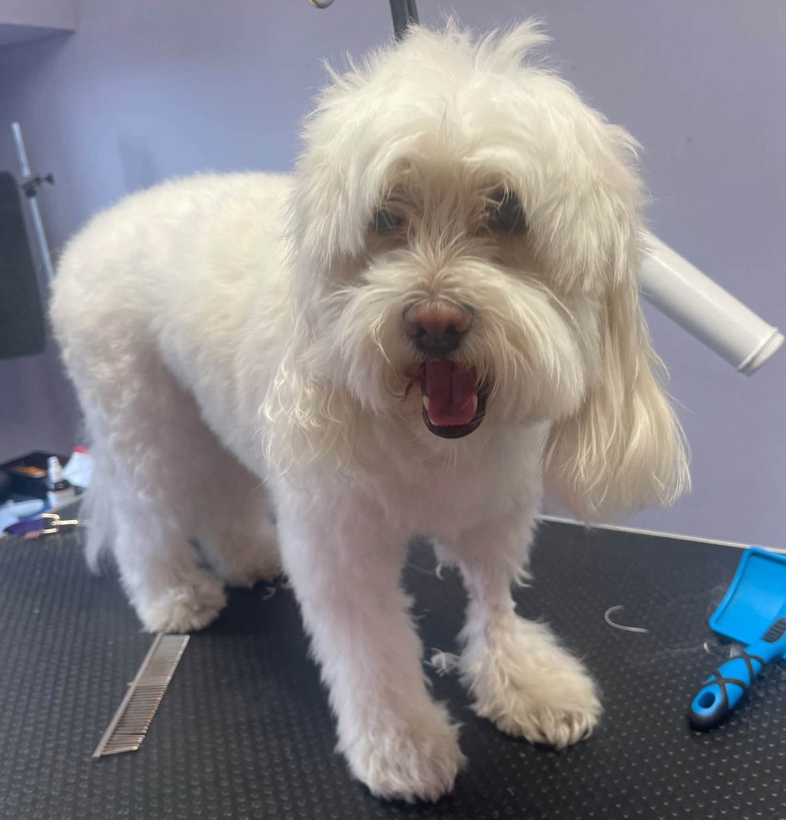 A white fluffy dog with a big grin after a groom.