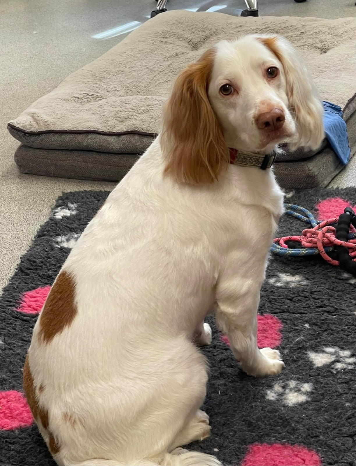 A white and tan spaniel-type dog sitting on a paw-print mat.