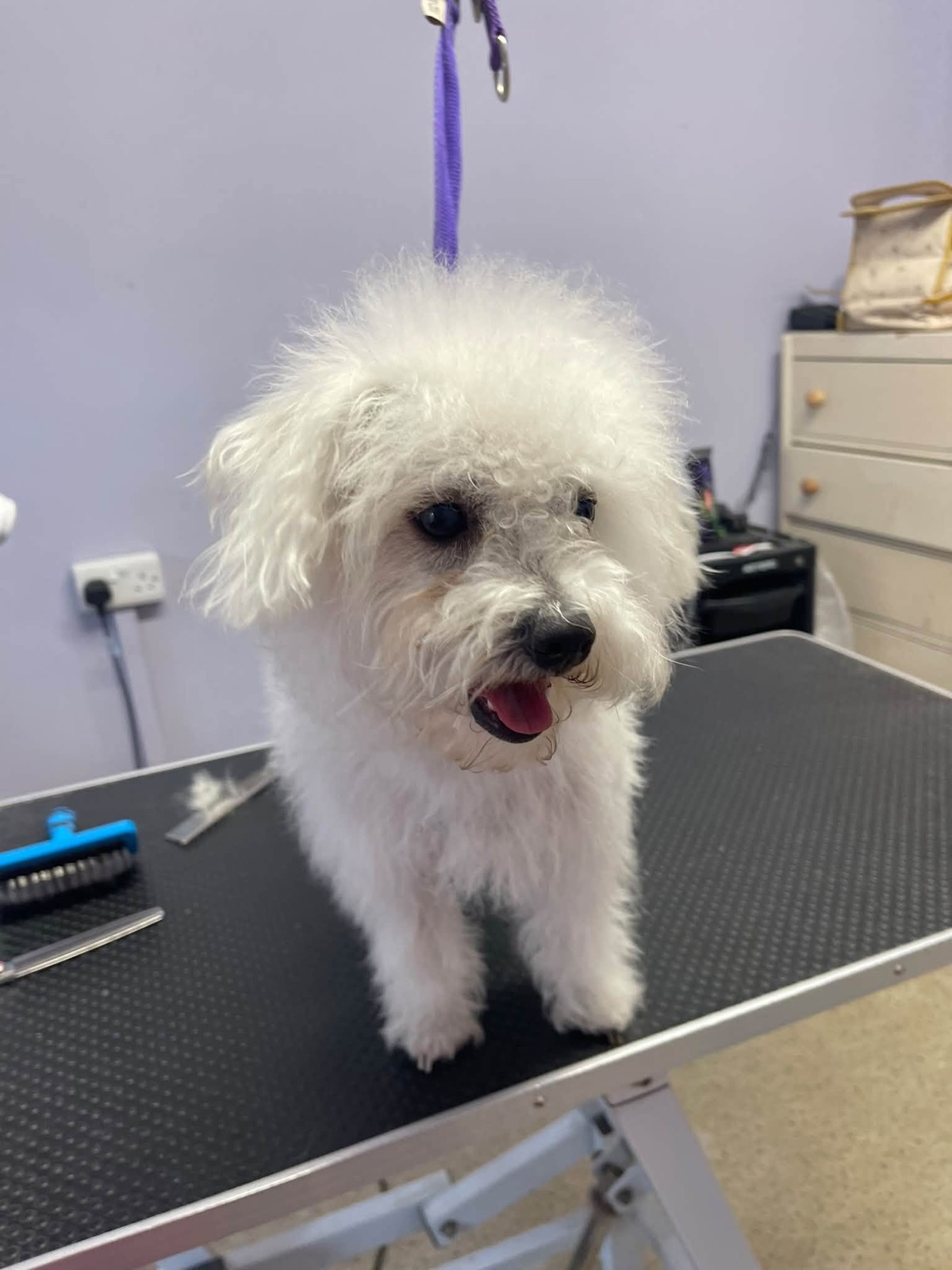 A small white Bichon-type dog after a groom.