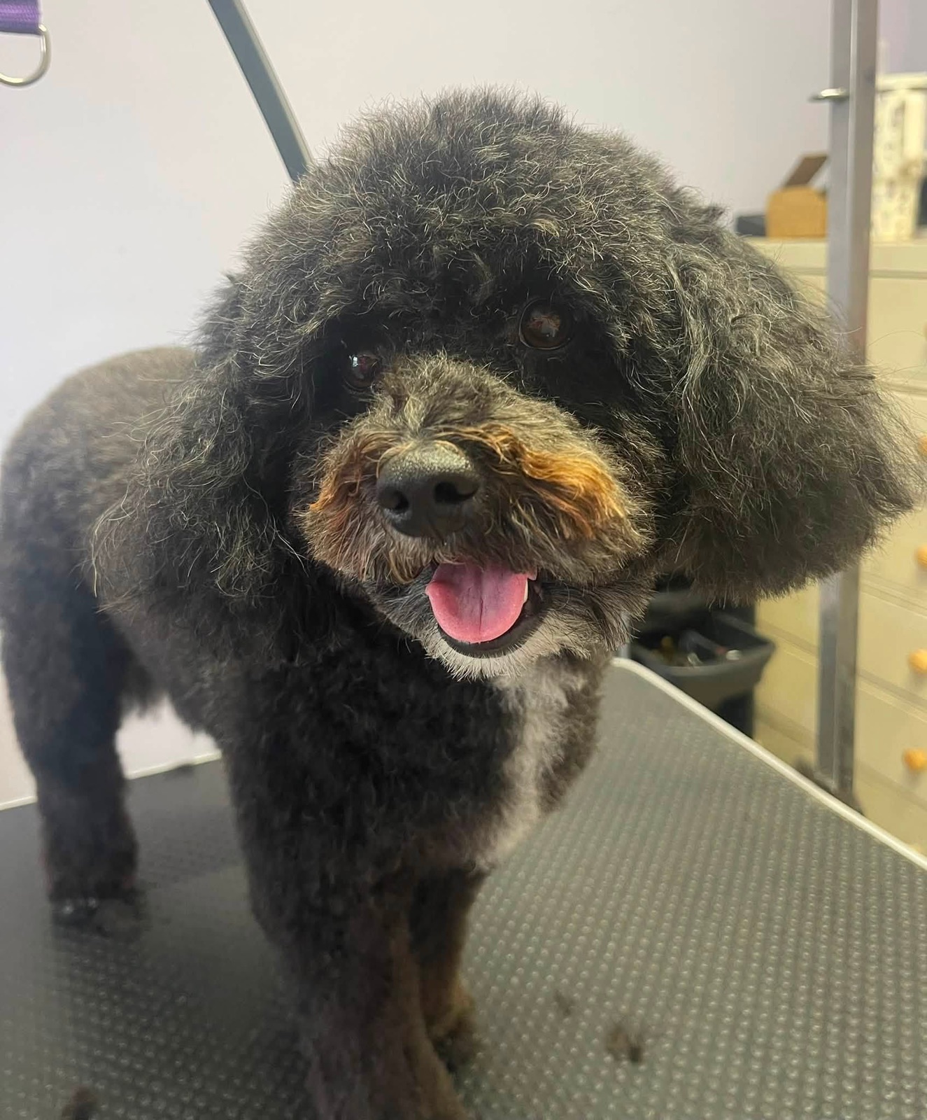 A black curly-coated dog with its tongue out.