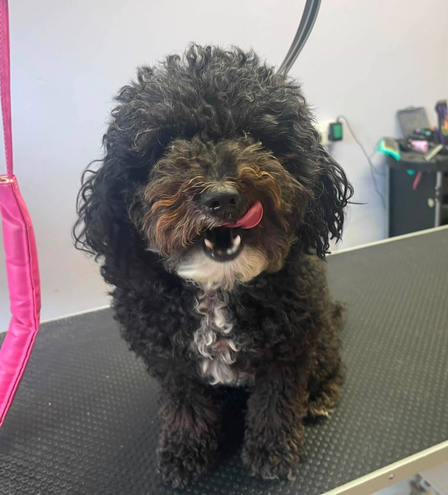 Nora, a small black curly-coated Poochon, standing on the table with a pink grooming loop.