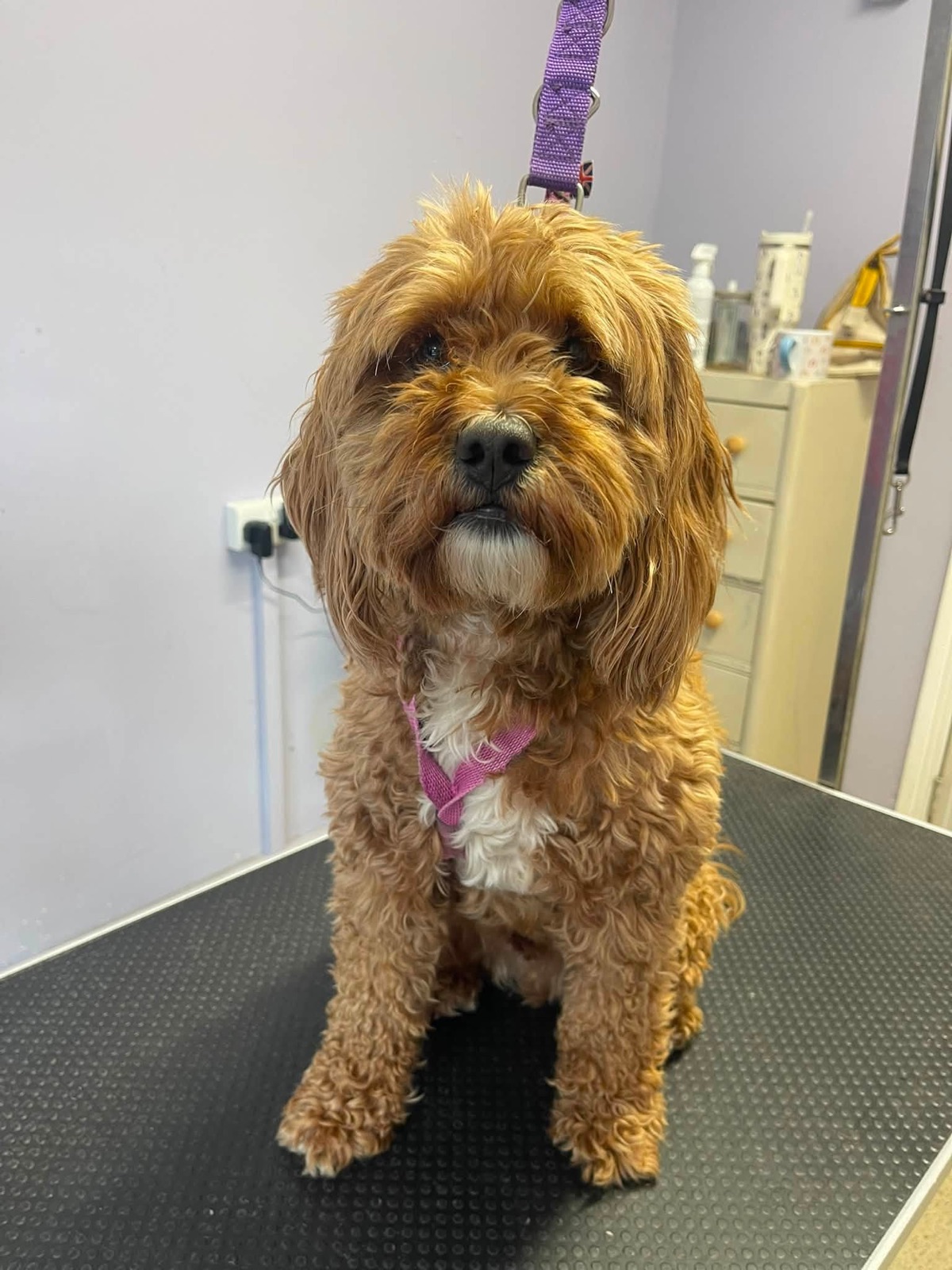 Flossy, an apricot Cockapoo, sitting neatly on the grooming table after her haircut.