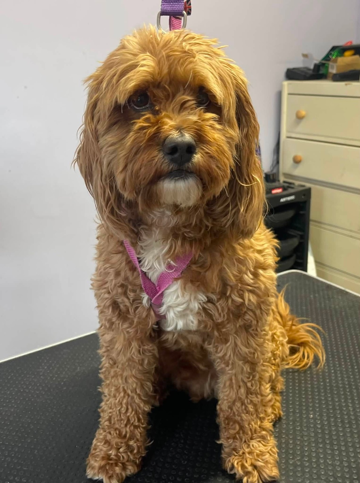 An apricot Cockapoo freshly clipped.