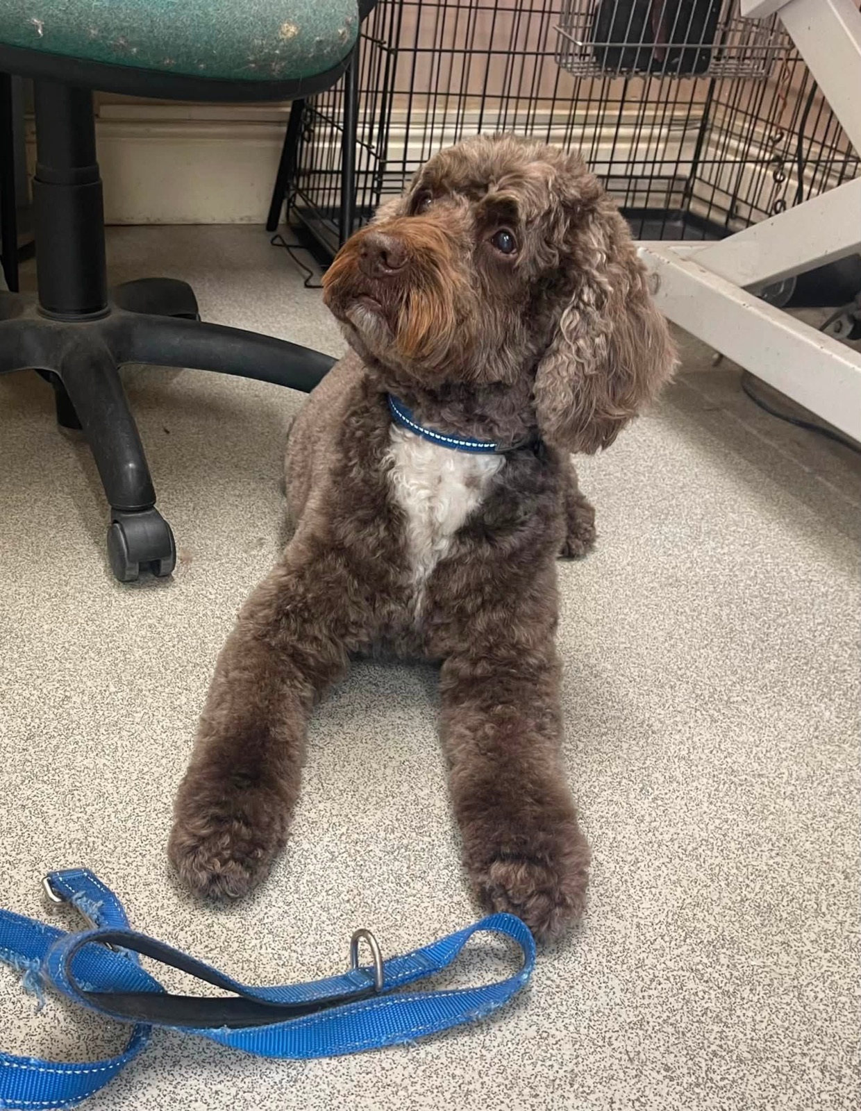 A chocolate-coloured curly dog sitting on the floor of the parlour.