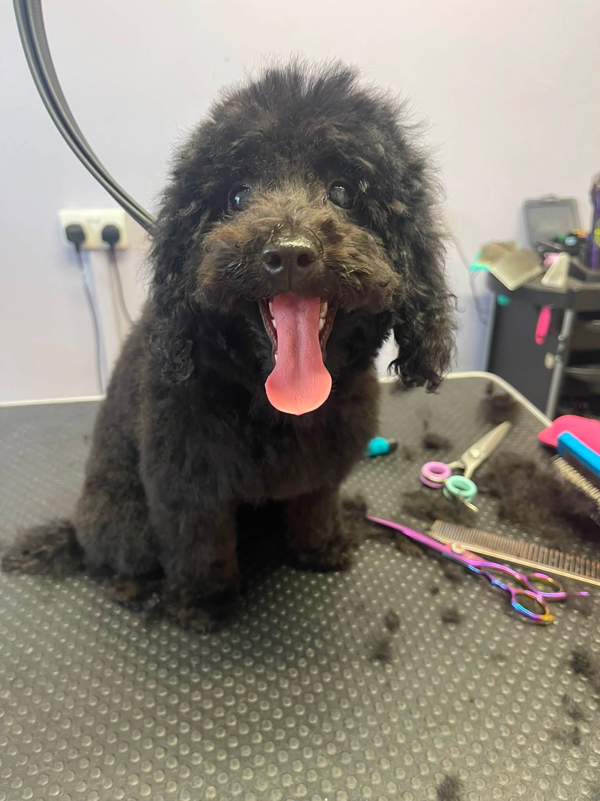 A black curly dog with its tongue out beside grooming scissors.