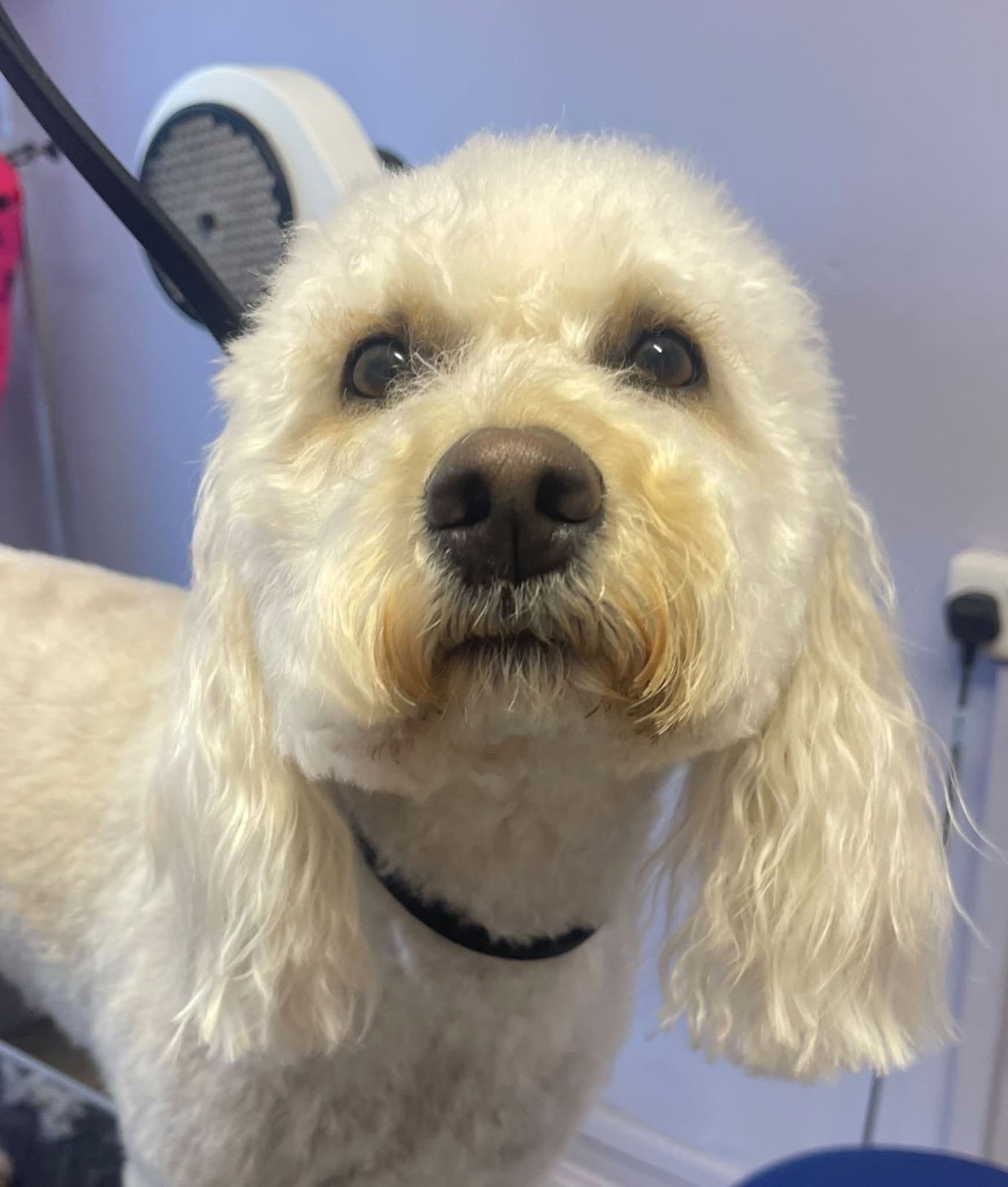 A cream Cockapoo with a neat round face.
