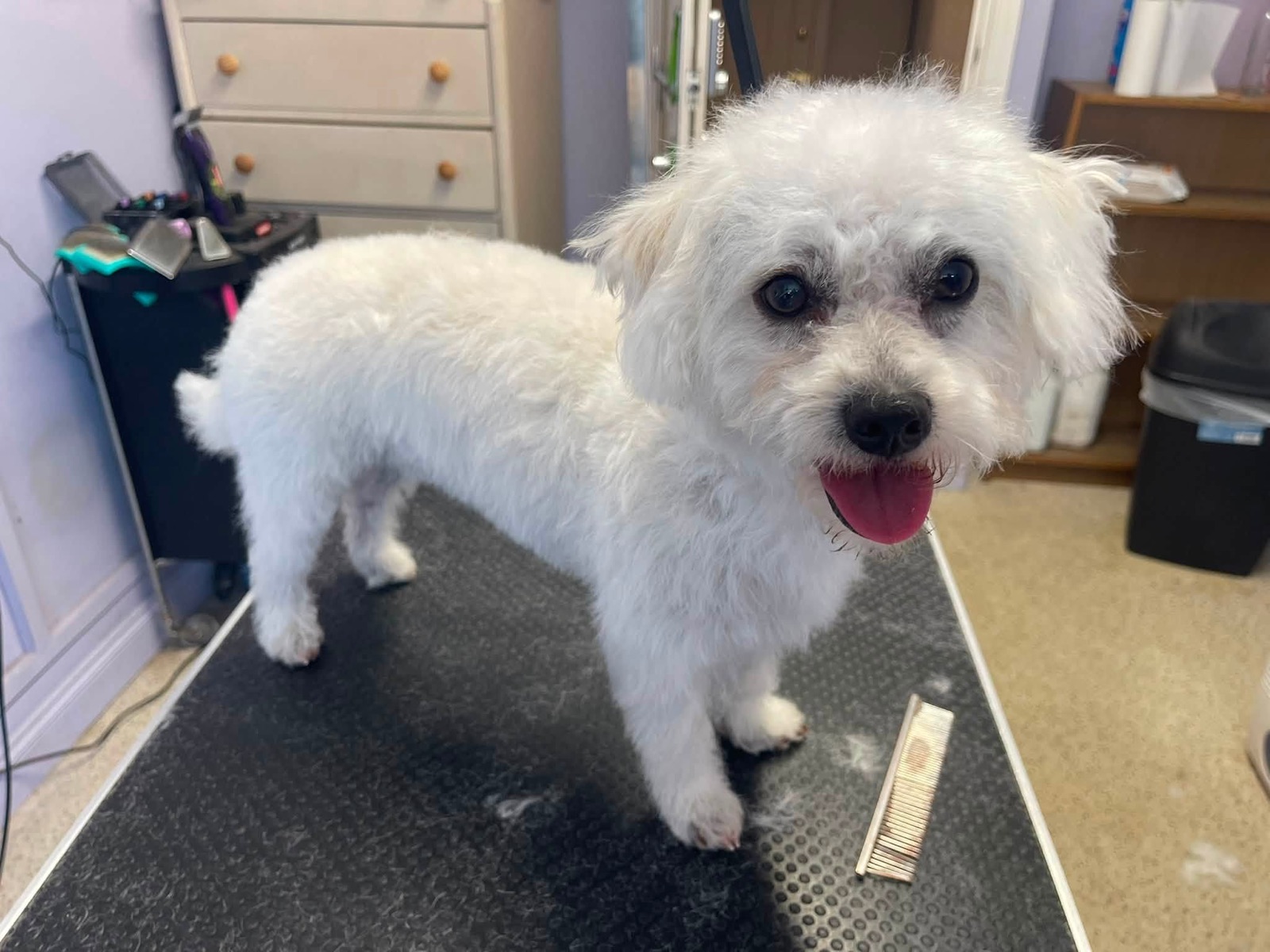 A white fluffy dog grinning on the table.